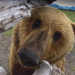 Unter Grizzlys