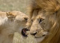 Die Großkatzen der Masai Mara