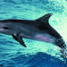 Flipper