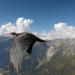 Theos Tierwelt
