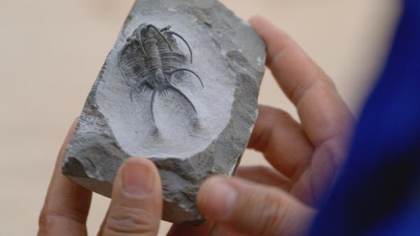 Bild 1 von 8: In Marokko trifft der Paläontologe Philipe Havlik einen lokalen Fossilienhändler, der ihm ein Trilobitenfossil zeigt.