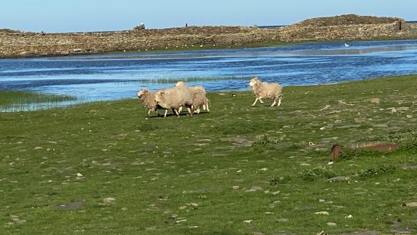 Bild 1 von 5: Die Schafe auf North Ronaldsay sind perfekt an das raue Klima angepasst. Sieernähren sich hauptsächlich von Seetang.