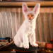 Cats & Dogs - Die Rache der Kitty Kahlohr