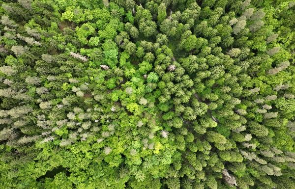 Bild 1 von 4: Der Nationalpark Bordschomi-Charagauli ist das größte zusammenhängende Waldstück Europas. Seit 2001 ist das Gebiet Georgiens erster Nationalpark und umfasst über 80.000 Hektar Urwald.