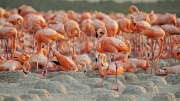 Mexikos magische Tierwanderungen