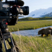 Unter Grizzlys