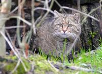 Pia und die wilden Tiere