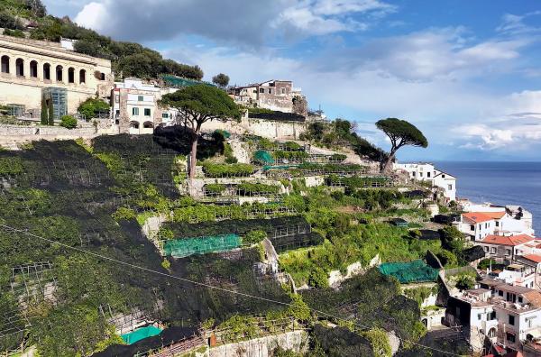 Bild 1 von 3: Die Amalfi-Zitrone wächst auf den vielen ?Terrazzamenti?, Terrassen mit Trockensteinmauern, die die Hänge vor Erosion schützen.
