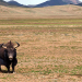 Abenteuer Wildnis