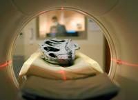 Geheimnisse der Jurassic-Saurier