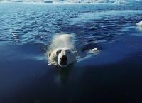 Tierische Überflieger