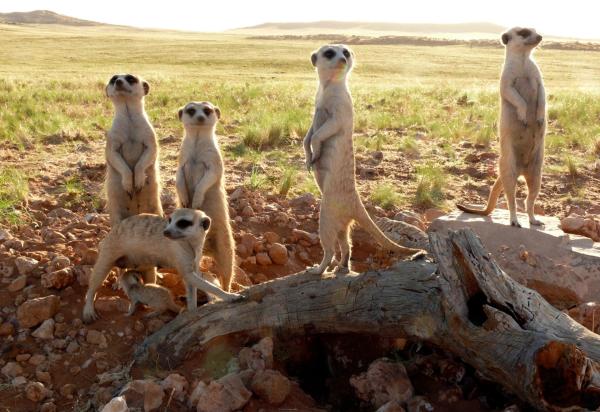 Bild 1 von 7: Während die eine Hälfte der Kolonie auf Futtersuche ist oder die Umgebung erkundet, sind die restlichen Erdmännchen mit der Wache beschäftigt. Bei Gefahr, warnen die Wächter die Anderen rechtzeitig.