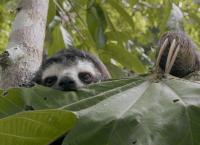 Wildes Lateinamerika