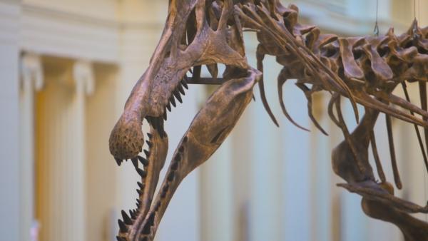 Bild 1 von 5: Schädel eines Spinosaurus aegyptiacus. Die langen Zahnreihen mit scharfen, kegelförmigen Zähnen in Ober- und Unterkiefer ähneln denen von Krokodilen.