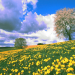 Die Wiese