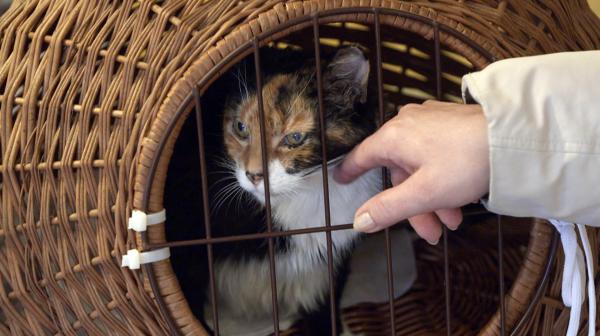 Bild 1 von 1: Alters-Diabetes: Die 17 Jahre alte Katze Lutzi ist zuckerkrank und wird beim Tierdoc \