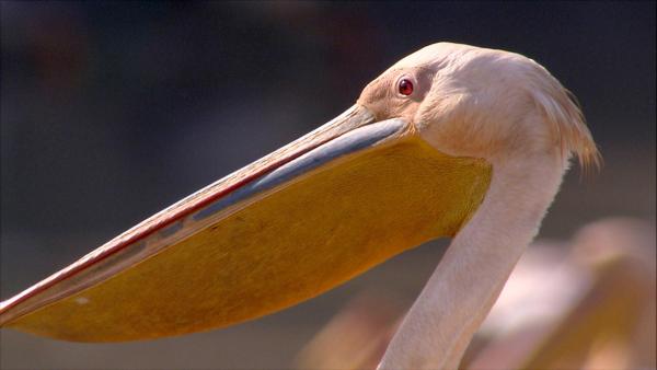 Bild 1 von 17: Im Bild: Rosapelikane nutzen bei der Fischjagd ihren Schnabel unter Wasser wie einen Kescher. Dadurch kommen sie auf bis zu einen Kilo Fisch am Tag, den sie essen.