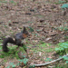 Anna und die wilden Tiere