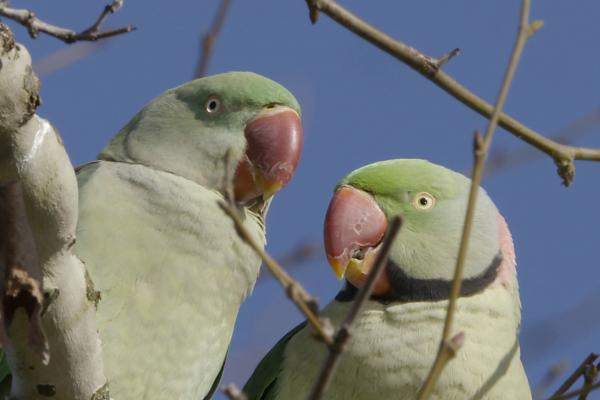 Bild 1 von 5: Ein Sittichpärchen bei der Annäherung