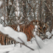 Der Sibirische Tiger