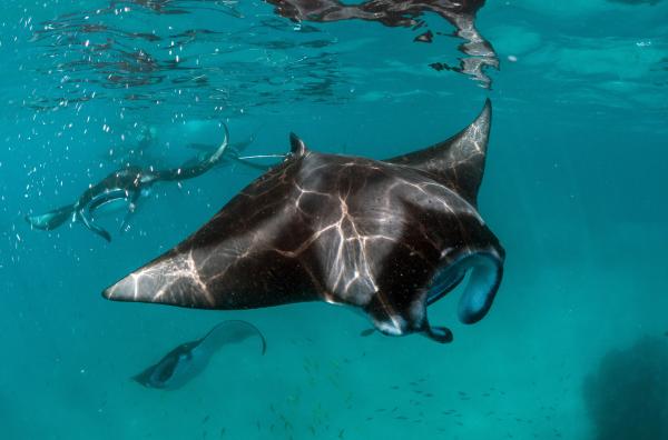 Bild 1 von 5: Regelmäßig treffen sich Mantarochen in den Gewässern der Malediven, um dort zu fressen und sich von Putzerfischen Parasiten von den Schuppen sammeln zu lassen.