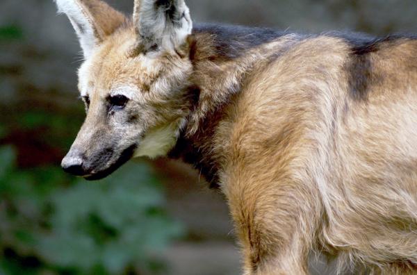 Bild 1 von 6: In Südamerika schrumpft das natürliche Habitat des Mähnenwolfs durch den zunehmenden Soja- und Maisanbau immer weiter. Wie lässt sich sein Überleben sichern?