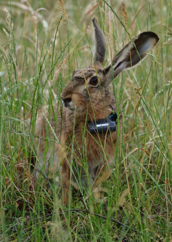 Bild 1 von 4: Feldhase mit Sender.