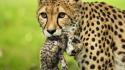 Abenteuer Wildnis