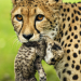 Abenteuer Wildnis
