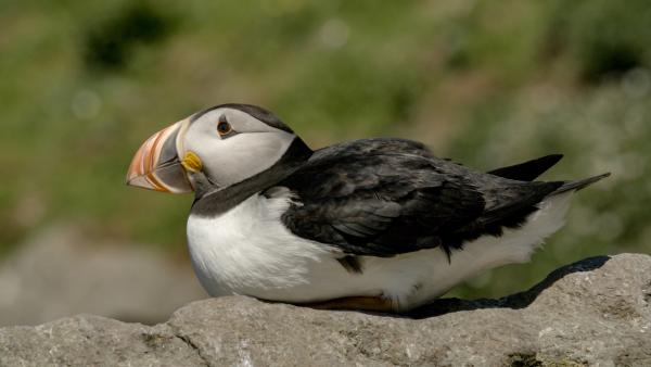 Bild 1 von 11: Das Gestein der Lewis-Gneis ist die Grundsubstanz der Insel. Den Seevögeln bietet das robuste Gestein Lebensraum und Schutz.