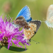 Rettet die Insekten