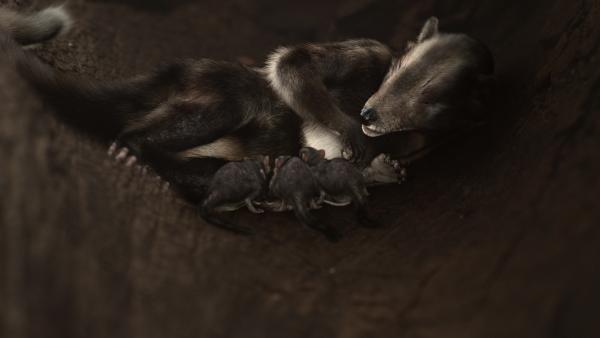 Bild 1 von 3: Schon vor 130 Millionen Jahren gab es Säugetiere.