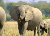 Die Sprache der Tiere