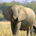 Die Sprache der Tiere