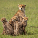 Masai Mara