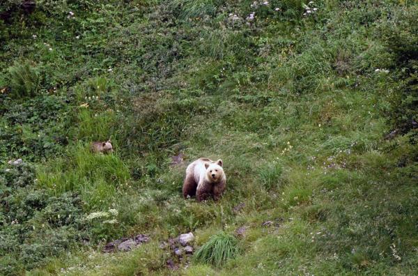Bild 1 von 4: Der Bär ist in den Wäldern der Pyrenäen zurück, vor allem in der Ariège und der Haute-Garonne, den von ihm bevorzugten Lebensräumen.
