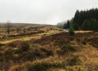 Vier Jahreszeiten - Ein Wald im Wandel