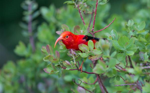 Bild 1 von 9: Iiwi (Drepanis coccinea).