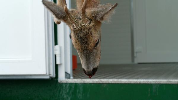 Bild 1 von 3: Laut dem Deutschen Jagdverband wurden in der Jagdsaison 2021/22 rund 1,3 Millionen Rehe in Deutschland getötet.
