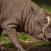 Zoo und so - Tierisch wild!