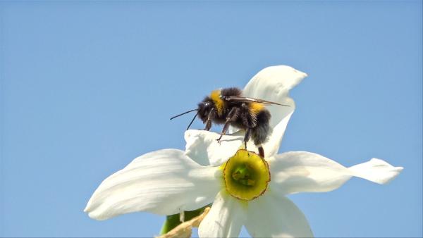 Bild 1 von 9: Erdhummel bei Tomatenblüte.