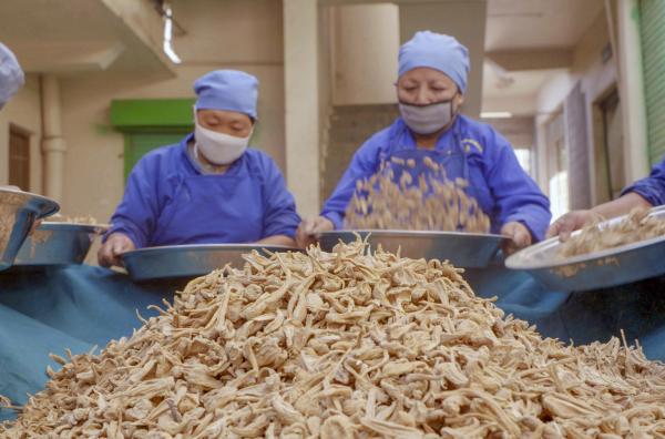 Bild 1 von 7: Rettich, ein Rohstoff der tibetischen Medizin