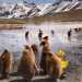 Tierbabys mit der Ente