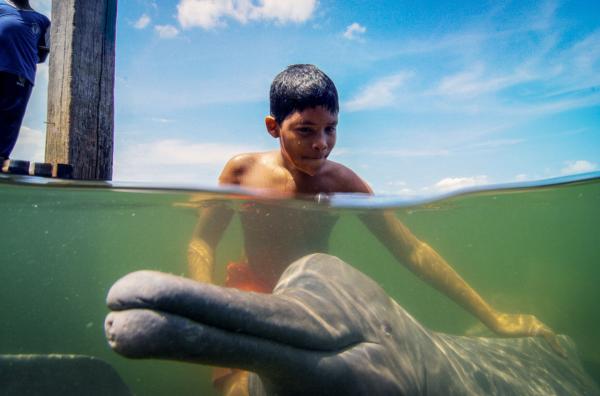 Bild 1 von 4: Ein Flussdelfin spielt mit einheimischen Kindern in Mocajuba, Brasilien.