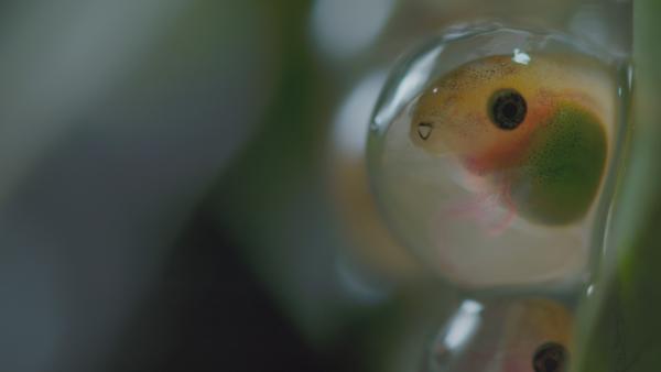 Bild 1 von 15: Noch hängt das Ei des Rotaugenlaubfroschs an einem Ast. Erst wenn die Kaulquappe schlüpft, wird sich zeigen, ob die Mutter den Platz gut gewählt hat. Nur wenn der Kleine ins Wasser fällt, kann er überleben.