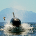 Orcas - Beutezug vor Südafrika