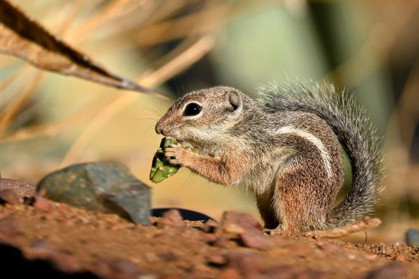 Bild 1 von 15: Ein Harris-Antilopenziesel frisst in der Sonora-Wüste in Arizona Kaktusfrüchte, um daraus etwas Flüssigkeit zu gewinnen.