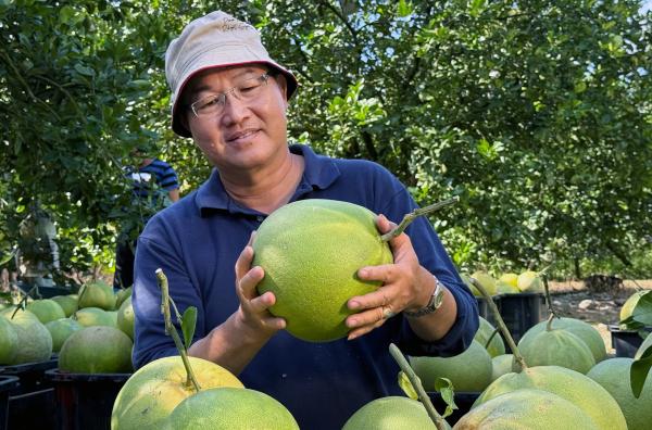 Bild 1 von 4: Pomelo-Bauer Tan bei der der Ernte ? die Pomelofrucht gilt in Malaysia als Symbol für Glück und Wohlstand.