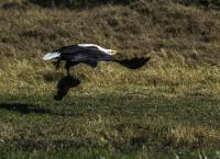 Okawango - Fluss der Träume