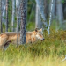 Polartag